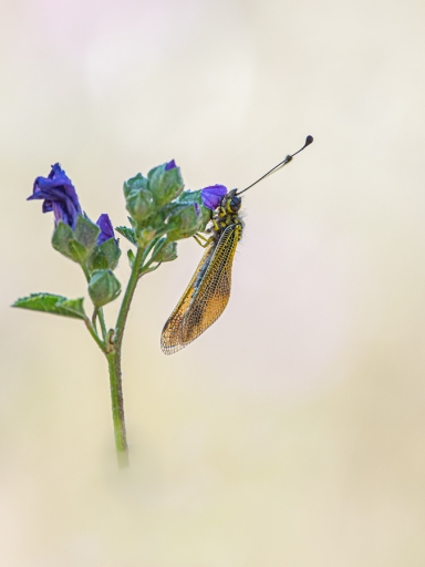 2019-07-06 ASM
ASM "Les photos de la sortie Macro-Proxi 2019 ( du 30 Mai au 1er Juin)"
