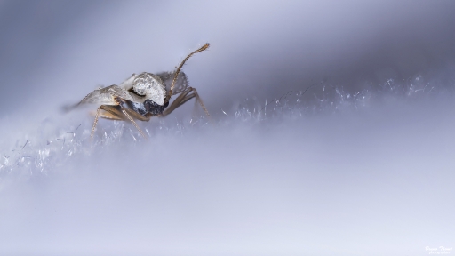 2019-09-26 Daenelyn
Daenelyn [Macro et proxiphotographie nature]
