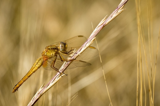 2013-06-15 / olilignan
olilignan [ Macro et proxi-photo ]

