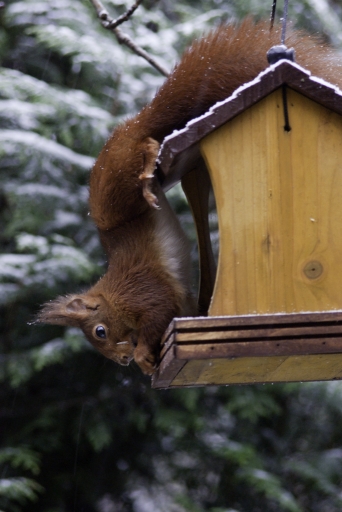 2010-12-25 / Brancusi
Par: Brancusi - [ Faune sauvage ]
