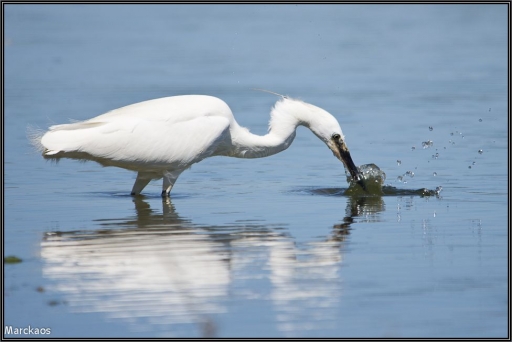 2011-06-29 / Marckaos
Par: Marckaos - [Serie] Garzettes attitudes
