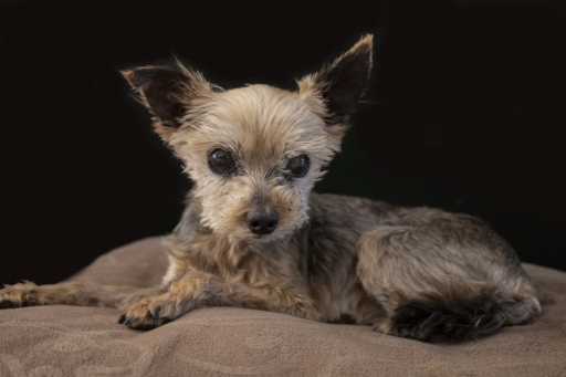 2023-07-31 K1ribou
K1ribou [Animaux domestiques ou captifs] 
