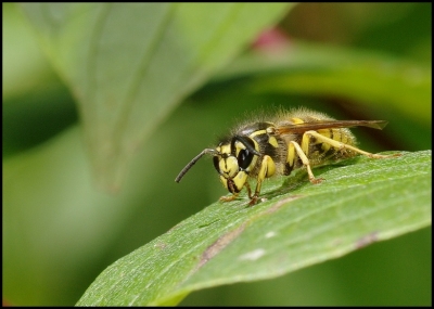 2009-09-16 / Pixel
Par: Pixel -  [ Macro et proxi-photo ]
