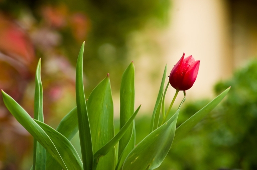 2012-04-22 / Vinny
Vinny - [ Fleurs ]
