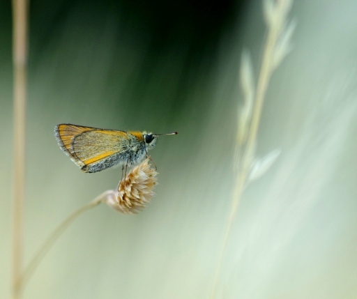 2023-06-26 papy57
papy57 [Macro et proxiphotographie nature]
