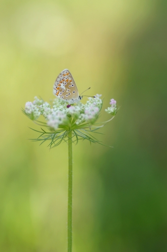 2023-07-18 papy57
papy57 [Macro et proxiphotographie nature]
