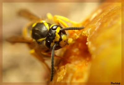 2008-08-19 / Davidof
Par: Davidof - [ Macro ]
