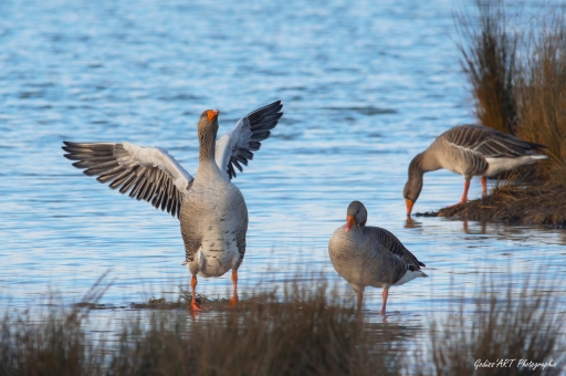 2021-11-29 CarpoDingo
CarpoDingo [Faune sauvage]
