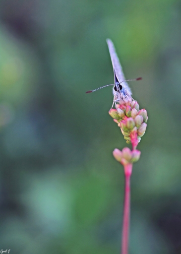 2017-12-25 / CarpoDingo
CarpoDingo [Macro et proxiphotographie nature]

