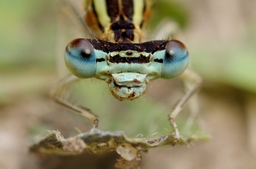 Mai 2011 - Marceline
Mai 2011 - Marceline
