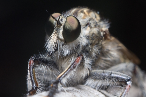 2012-07-17 / phoenix1366
phoenix1366 - [ Macro et proxi-photo ]
