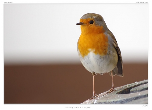 2011-01-05 / Mapi
Par: Mapi - [ Faune sauvage ]
