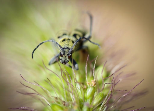 2012-08-15 / olilignan
olilignan - [ Macro et proxi-photo ]
