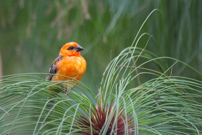 2009-03-25 / runman974
Par: runman974 - [ Faune sauvage ]
