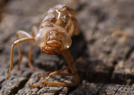 Août 2011 - Sylve
Aout 2011 - Sylve
