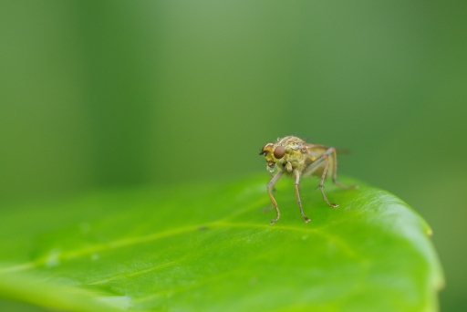 Novembre 2011 - Gko
Novembre 2011 - Gko
