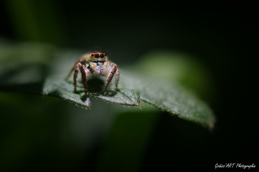 2021-03-21 CarpoDingo
CarpoDingo [Macro et proxiphotographie nature]
