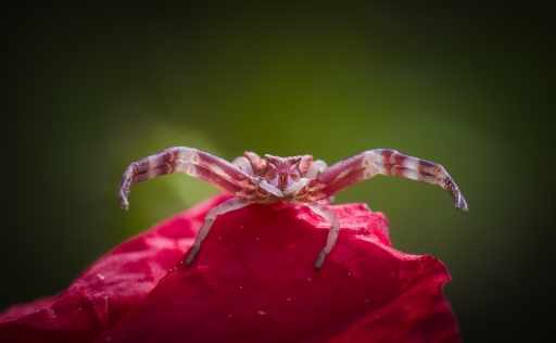 2019-08-12 olilignan
olilignan [Macro et proxiphotographie nature]

