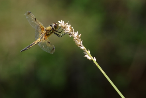 2011-06-15 / Momak
Par: Momak - [ Macro et proxi-photo ]
