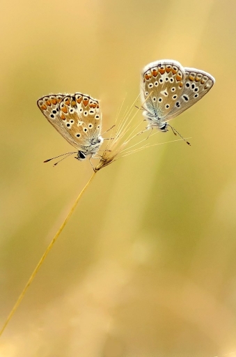 2013-07-20 / olilignan
olilignan [ Marcro et proxi-photo]
