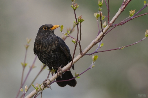 2023-03-21 OursDePyrene
OursDePyrene [Faune sauvage]
