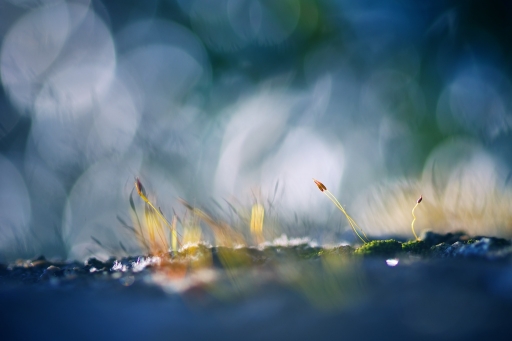 2016-12-19 / Marceline
Marceline [ Flore et Botanique]
