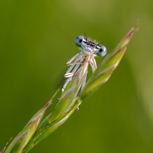 2013-06-14 / miczfr
miczfr [ Macro et proxi-photo ]
