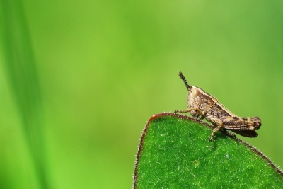 2010-05-25 / sylve
Par: Sylve - [ Macro et proxi-photo ]
