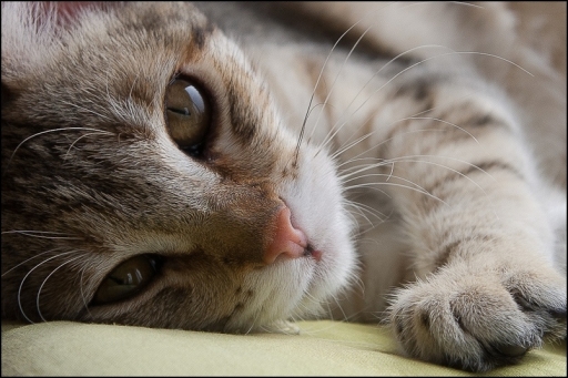 Février 2011 - pelelo
Fevrier 2011 - pelelo
