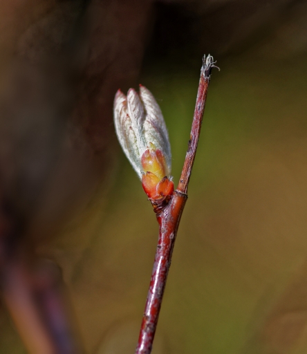 2023-05-29 Hermès
Hermès [Flore et Botanique]
