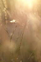 Nom du fichier=10309_28_08_12_11_33_56.jpg
Taille du fichier=300Ko
Dimensions : 683x1024
Ajouté le : 13 Septembre 2012 10309_28_08_12_11_33_56.jpg