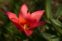 Nom du fichier=110322090037566737861155.jpg
Taille du fichier=320Ko
Dimensions : 1024x690
Ajouté le : 21 Janvier 2012 110322090037566737861155.jpg