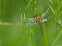 Nom du fichier=170108110933733998.jpg
Taille du fichier=314Ko
Dimensions : 995x743
Ajouté le : 08 Janvier 2017 170108110933733998.jpg