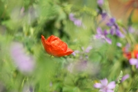 Nom du fichier=18052908343622136515734840.jpg
Taille du fichier=345Ko
Dimensions : 1024x681
Ajouté le : 16 Juin 2018 18052908343622136515734840.jpg