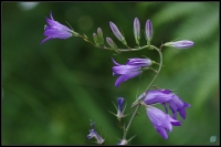 Nom du fichier=20110514_IMGP7944_1024-350koMax.jpg
Taille du fichier=277Ko
Dimensions : 1024x685
Ajouté le : 21 Janvier 2012 20110514_IMGP7944_1024-350koMax.jpg