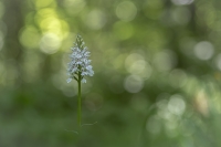 Nom du fichier=22060608583724958917914512.jpg
Taille du fichier=300Ko
Dimensions : 1200x801
Ajouté le : 06 Juin 2022 22060608583724958917914512.jpg