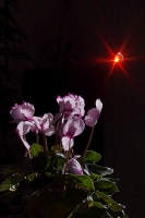 Nom du fichier=232998IMGP3425op.jpg
Taille du fichier=256Ko
Dimensions : 532x800
Ajouté le : 21 Janvier 2012 232998IMGP3425op.jpg