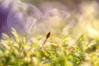 Nom du fichier=24020504215624958918351521.jpg
Taille du fichier=300Ko
Dimensions : 1200x800
Ajouté le : 05 Février 2024 24020504215624958918351521.jpg