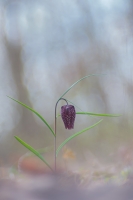 Nom du fichier=24031006363924958918370181.jpg
Taille du fichier=303Ko
Dimensions : 800x1200
Ajouté le : 10 Mars 2024 24031006363924958918370181.jpg