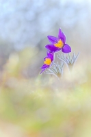 Nom du fichier=24032405302024958918376715.jpg
Taille du fichier=262Ko
Dimensions : 667x1000
Ajouté le : 24 Mars 2024 24032405302024958918376715.jpg