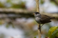 Nom du fichier=24041507351824454618389211.jpg
Taille du fichier=320Ko
Dimensions : 1280x853
Ajouté le : 15 Avril 2024 24041507351824454618389211.jpg