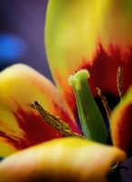 Nom du fichier=32985713453_923cd0979f_o.jpg
Taille du fichier=275Ko
Dimensions : 584x800
Ajouté le : 02 Avril 2017 32985713453_923cd0979f_o.jpg