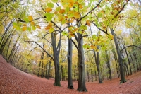 Nom du fichier=4240_30_11_19_7_15_49.jpg
Taille du fichier=489Ko
Dimensions : 1000x667
Ajouté le : 15 Décembre 2019 4240_30_11_19_7_15_49.jpg