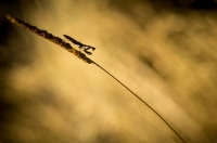 Nom du fichier=48s9.jpg
Taille du fichier=70Ko
Dimensions : 1024x678
Ajouté le : 13 Août 2013 48s9.jpg