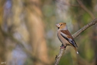 Nom du fichier=49728779687_915a4a17f5_o.jpg
Taille du fichier=408Ko
Dimensions : 1200x798
Ajouté le : 31 Mai 2020 49728779687_915a4a17f5_o.jpg