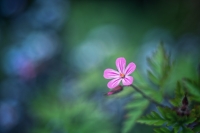 Nom du fichier=52059827630_ebf0036b5f_o.jpg
Taille du fichier=434Ko
Dimensions : 1280x854
Ajouté le : 09 Mai 2022 52059827630_ebf0036b5f_o.jpg