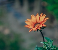 Nom du fichier=52075273371_17093a879a_o.jpg
Taille du fichier=434Ko
Dimensions : 1280x1113
Ajouté le : 16 Mai 2022 52075273371_17093a879a_o.jpg