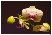 Nom du fichier=5349653536_26c87f58b0_o.jpg
Taille du fichier=205Ko
Dimensions : 1024x692
Ajouté le : 21 Janvier 2012 5349653536_26c87f58b0_o.jpg