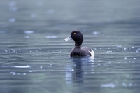 Nom du fichier=53610918848_bcc8fc84fc_o.jpg
Taille du fichier=398Ko
Dimensions : 1280x853
Ajouté le : 25 Mars 2024 53610918848_bcc8fc84fc_o.jpg