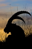 Nom du fichier=5797_31_10_11_6_56_59.jpg
Taille du fichier=317Ko
Dimensions : 665x1000
Ajouté le : 10 Novembre 2011 5797_31_10_11_6_56_59.jpg